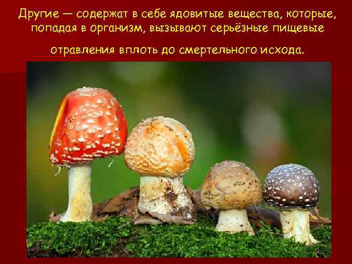 Другие — содержат в себе ядовитые вещества, которые, попадая в организм, вызывают серьёзные пищевые