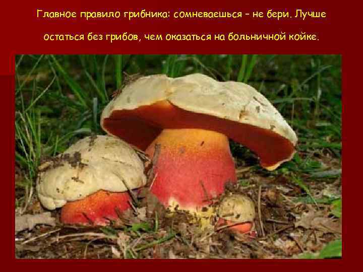 Главное правило грибника: сомневаешься – не бери. Лучше остаться без грибов, чем оказаться на