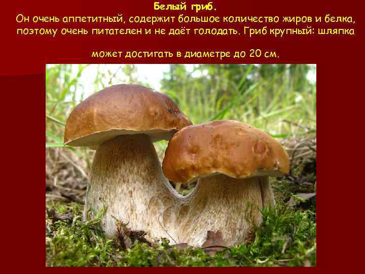 Белый гриб. Он очень аппетитный, содержит большое количество жиров и белка, поэтому очень питателен