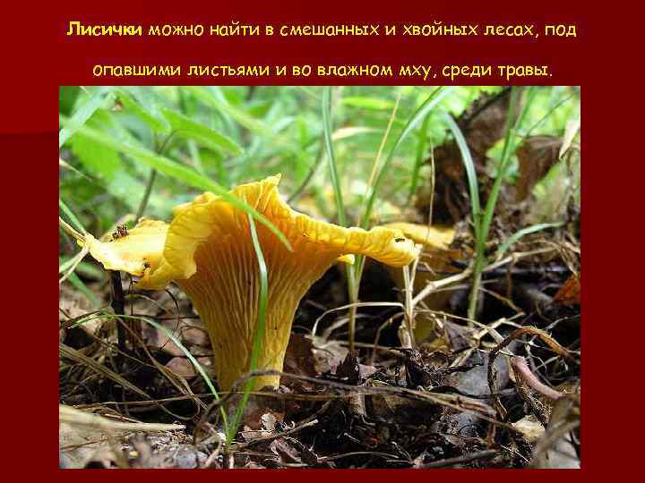 Лисички можно найти в смешанных и хвойных лесах, под опавшими листьями и во влажном