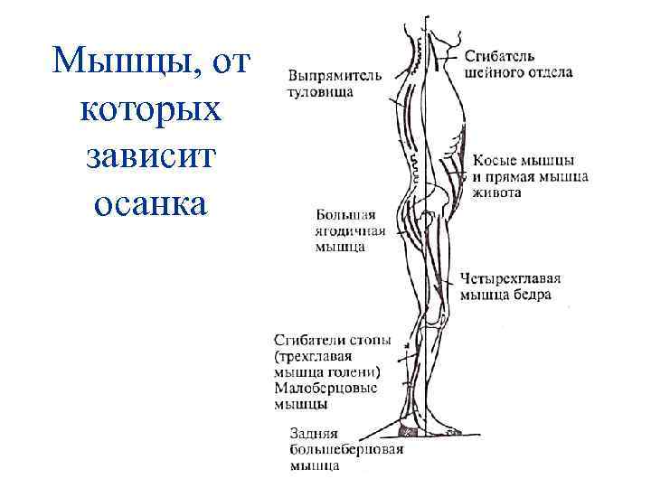 Мышцы, от которых зависит осанка 