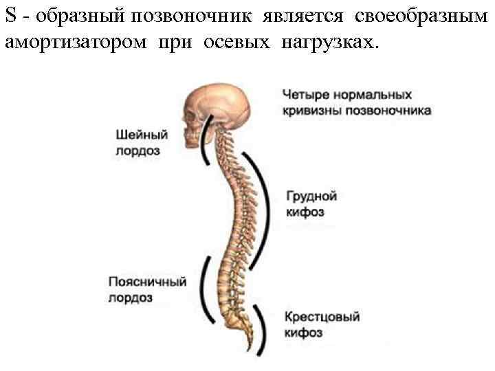 S - образный позвоночник является своеобразным амортизатором при осевых нагрузках. 