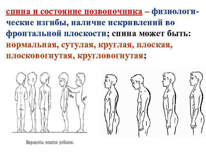 спина и состояние позвоночника – физиологические изгибы, наличие искривлений во фронтальной плоскости; спина может