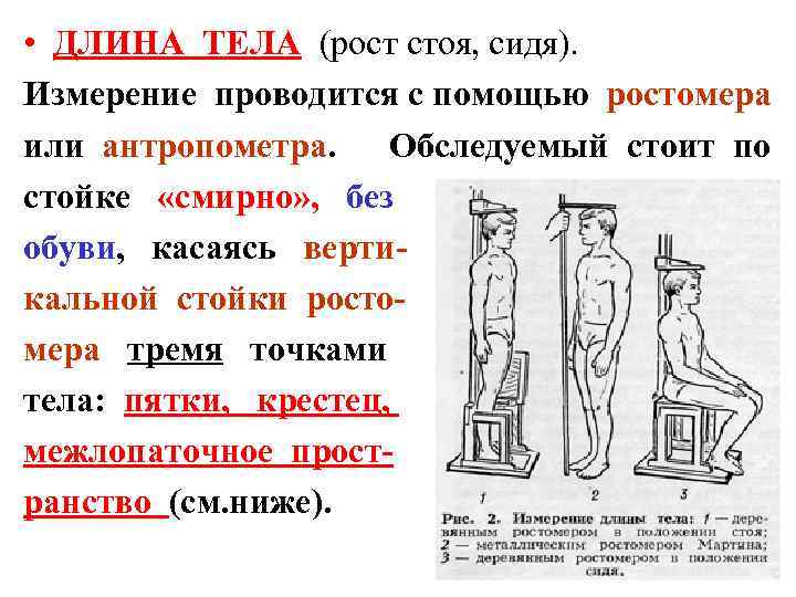  • ДЛИНА ТЕЛА (рост стоя, сидя). Измерение проводится с помощью ростомера или антропометра.