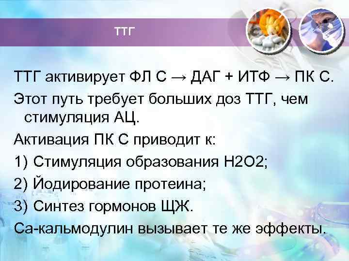 ТТГ активирует ФЛ С → ДАГ + ИТФ → ПК С. Этот путь требует