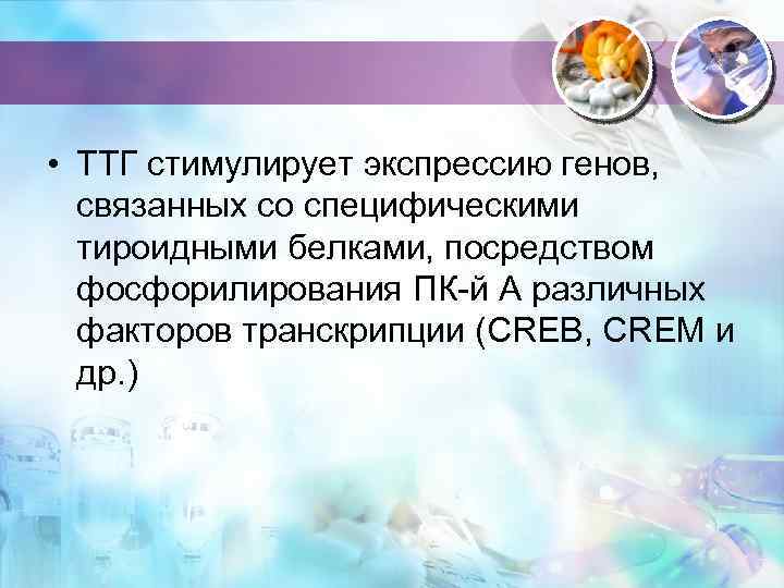  • ТТГ стимулирует экспрессию генов, связанных со специфическими тироидными белками, посредством фосфорилирования ПК-й