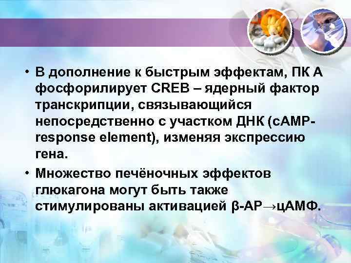  • В дополнение к быстрым эффектам, ПК А фосфорилирует CREB – ядерный фактор