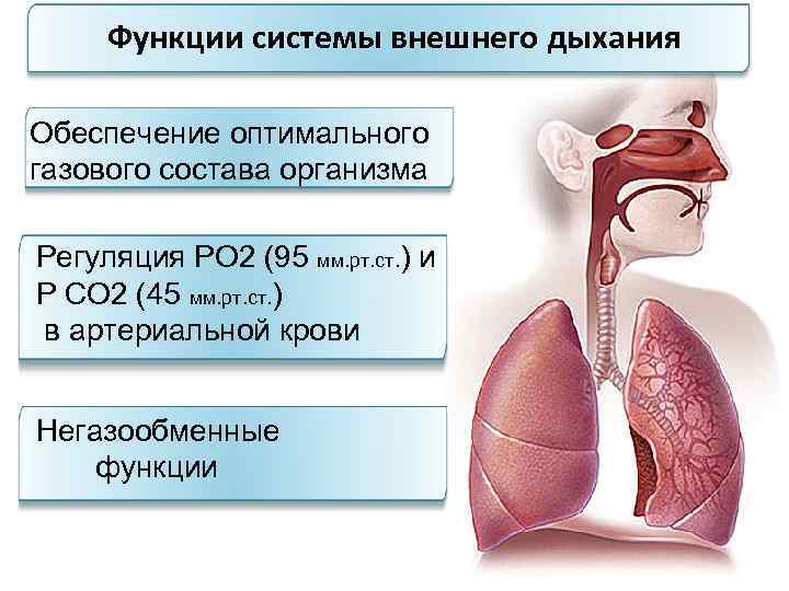 Функции системы внешнего дыхания Обеспечение оптимального газового состава организма Регуляция РО 2 (95 мм.