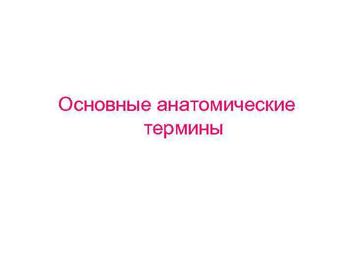 Основные анатомические термины 