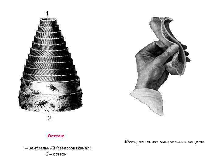 Остеон: Кость, лишенная минеральных веществ 1 – центральный (гаверсов) канал; 2 – остеон 