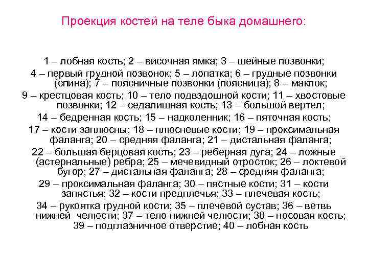 Проекция костей на теле быка домашнего: 1 – лобная кость; 2 – височная ямка;