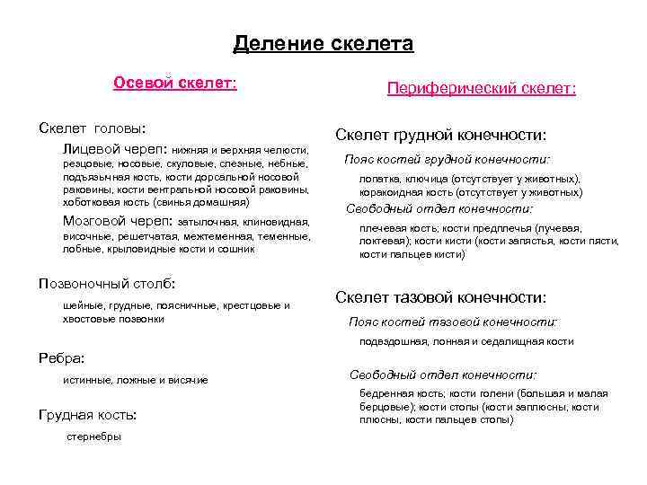 Деление скелета Осевой скелет: Скелет головы: Лицевой череп: нижняя и верхняя челюсти, резцовые, носовые,