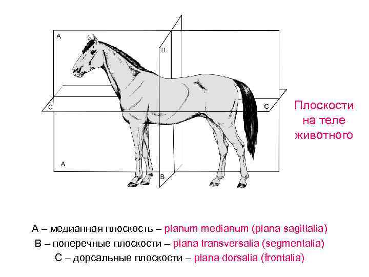 Изображение целой анатомической области