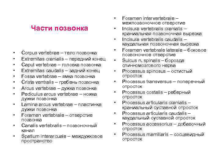  • Части позвонка • • • • Corpus vertebrae – тело позвонка Extremitas