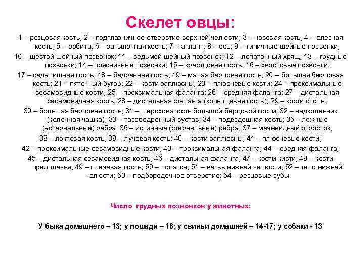 Скелет овцы: 1 – резцовая кость; 2 – подглазничное отверстие верхней челюсти; 3 –
