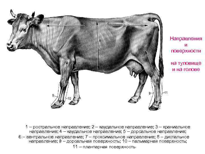 Направление тела