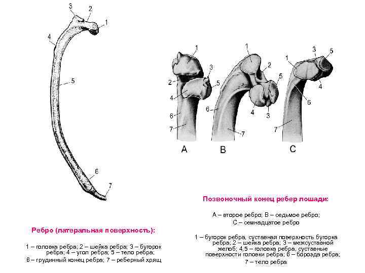 Позвоночный конец ребер лошади: А – второе ребро; В – седьмое ребро; С –