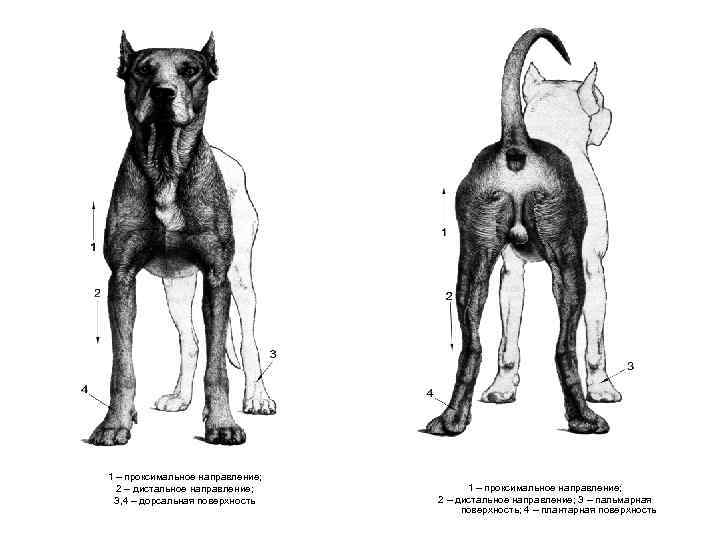 Направление животного. Плоскости и направления в анатомии животных. Плоскости тела животного анатомия. Стороны в анатомии животных. Анатомические плоскости на теле собаки.
