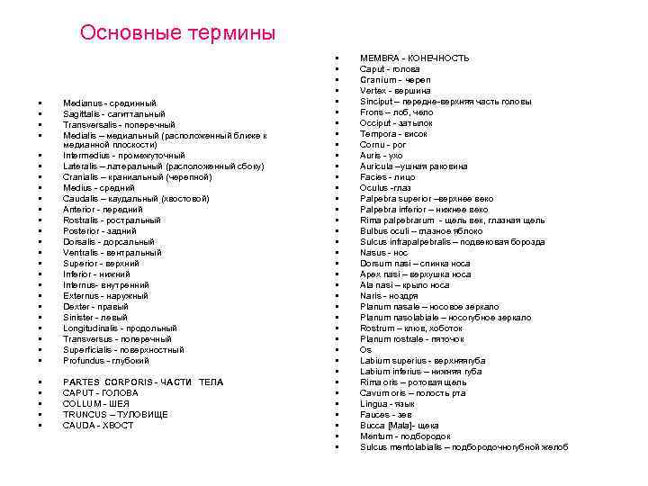 Основные термины • • • • • • Medianus - срединный Sagittalis - сагиттальный