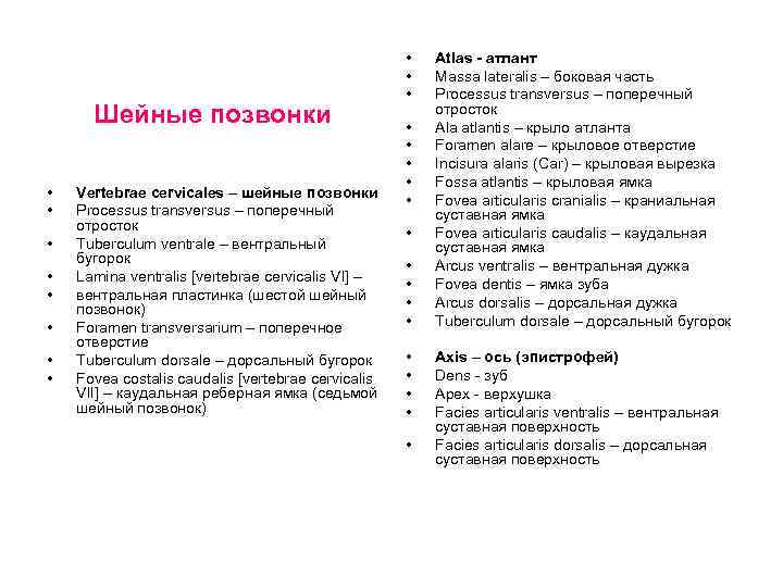 Шейные позвонки • • Vertebrae cervicales – шейные позвонки Processus transversus – поперечный отросток