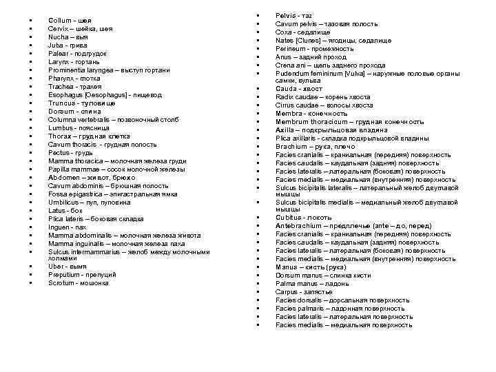  • • • • • • • • Collum - шея Cervix –