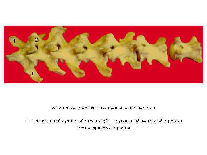 Хвостовые позвонки животных анатомия. Хвостовой позвонок коровы. Хвостовые позвонки собаки.