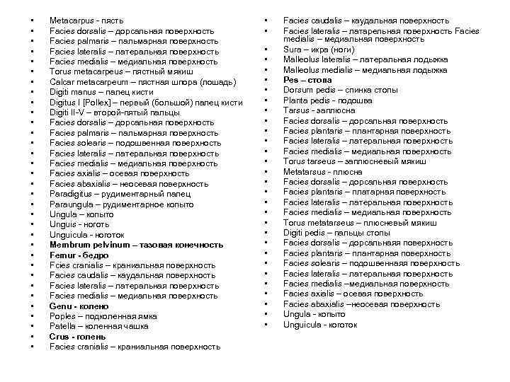  • • • • • • • • • Metacarpus - пясть Facies