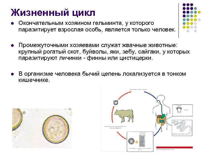Жизненный цикл l Окончательным хозяином гельминта, у которого паразитирует взрослая особь, является только человек.