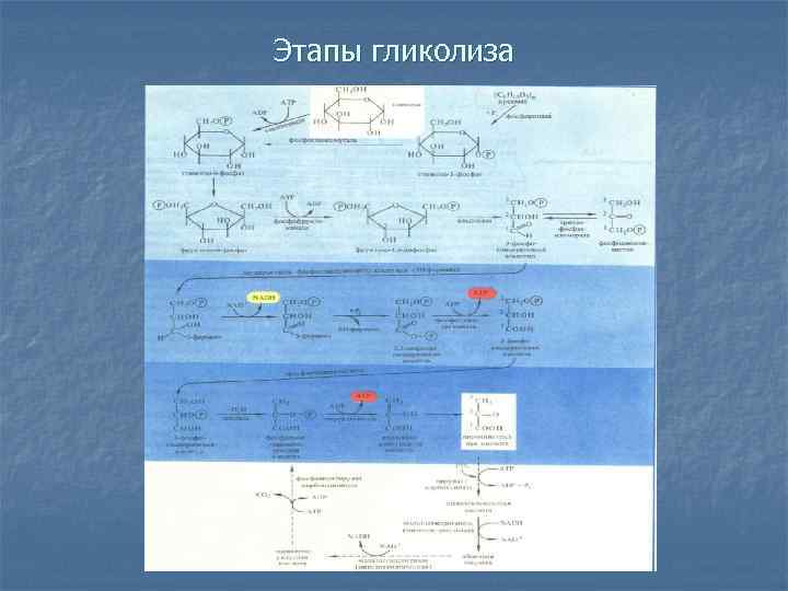 Этапы гликолиза 