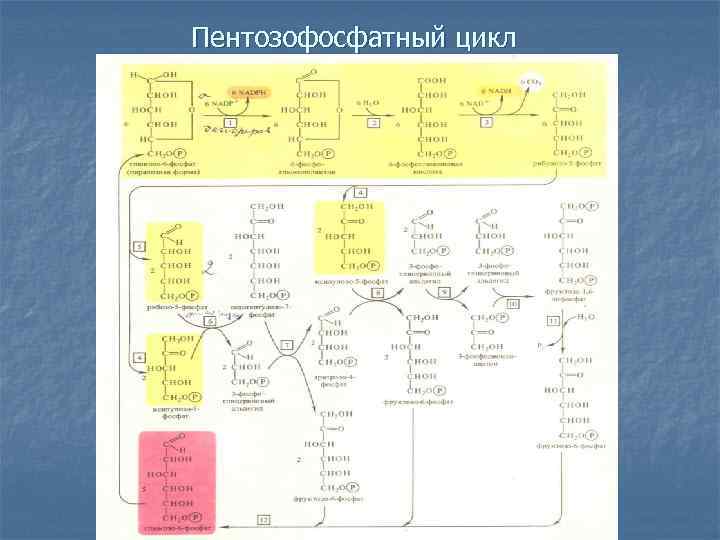 Пентозофосфатный цикл 