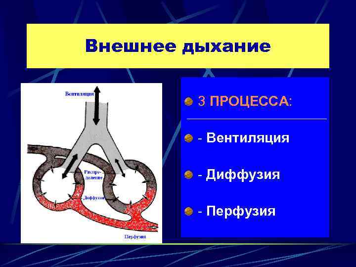 Диффузия в дыхании. Внешнее дыхание физиология. Вентиляция диффузия перфузия. Физиология внешнего дыхания процессы. Перфузия внешнее дыхание.