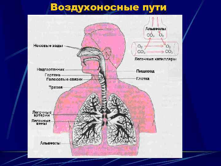 Воздухоносные пути человека картинка