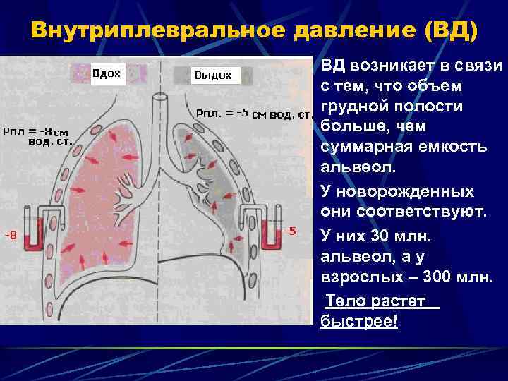 Внутриплевральное давление (ВД) ВД возникает в связи с тем, что объем грудной полости больше,