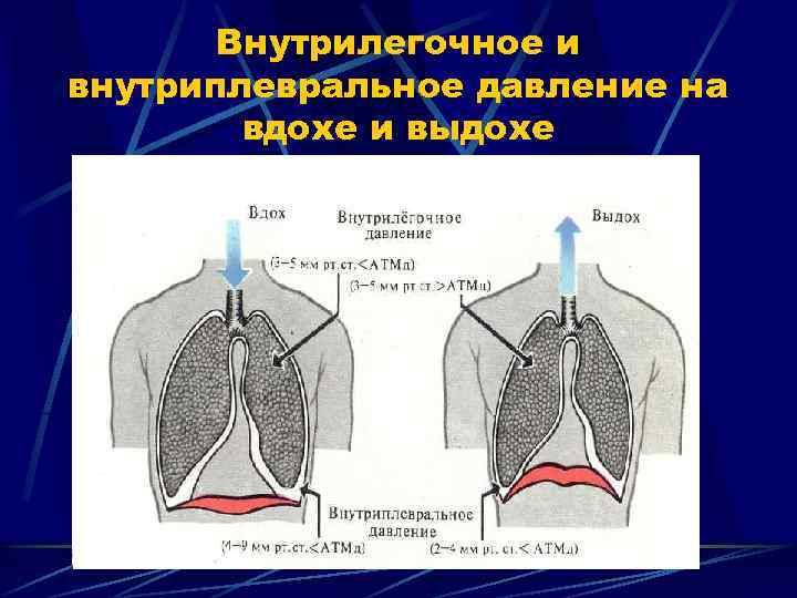 Механизм вдоха и выхода схема