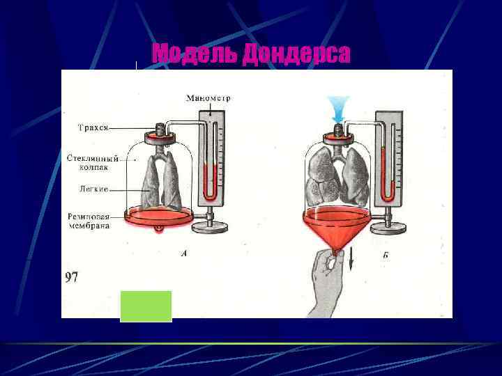 Модель Дондерса 