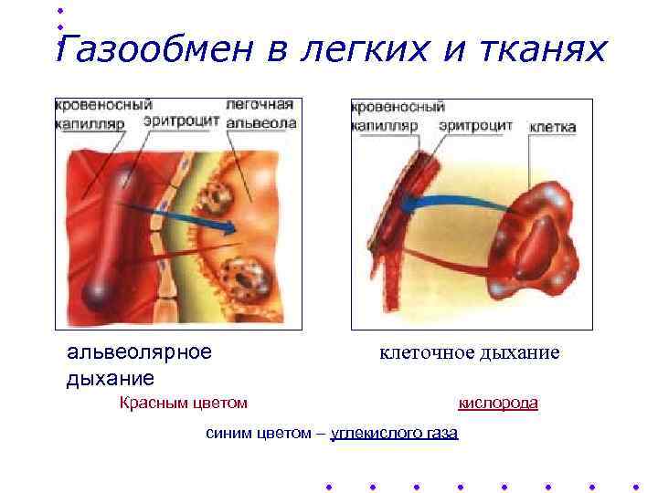 Газообмен в тканях рисунок