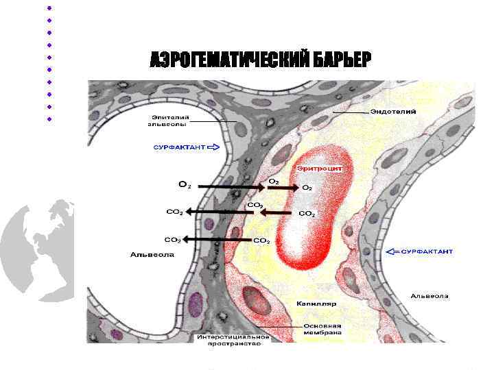 АЭРОГЕМАТИЧЕСКИЙ БАРЬЕР 