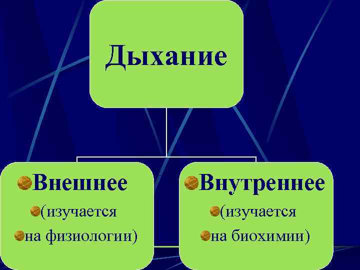 Дыхание Внешнее Внутреннее (изучается на физиологии) (изучается на биохимии) 