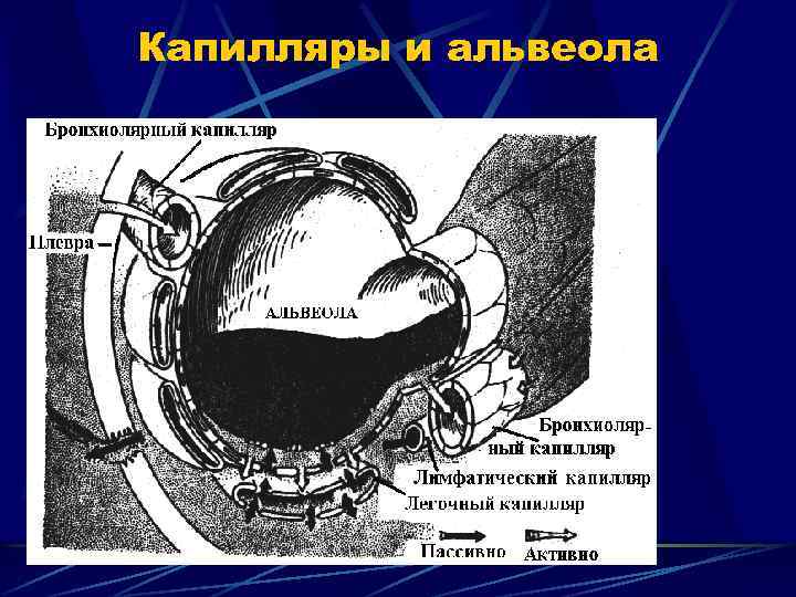 Капилляры и альвеола 