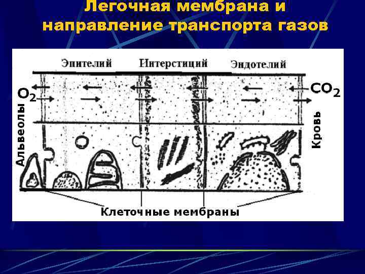 Легочная мембрана и направление транспорта газов 