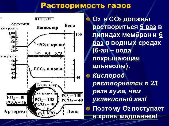 Растворимость газов О 2 и СО 2 должны раствориться 5 раз в липидах мембран