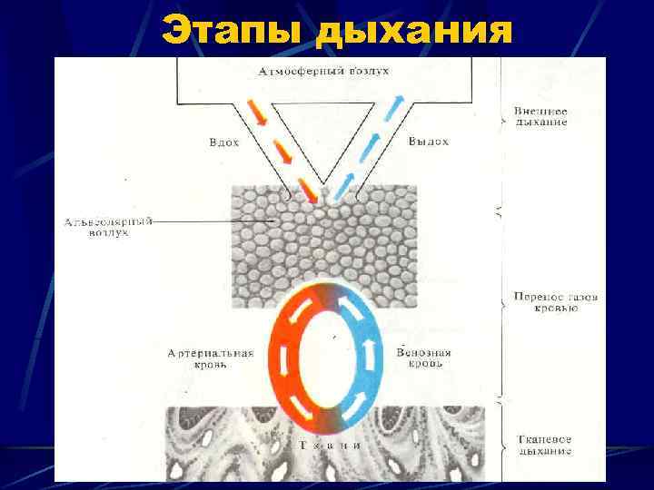 Этапы дыхания 