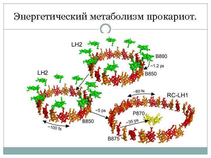 Энергетический метаболизм прокариот. 