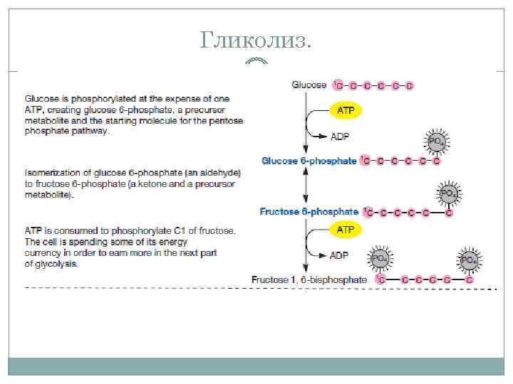 Гликолиз. 