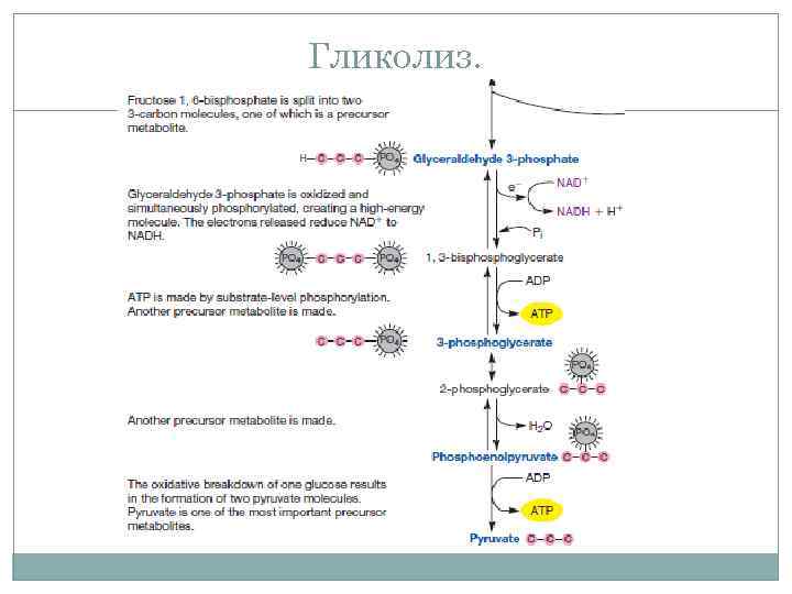 Этапы клеточного дыхания гликолиз