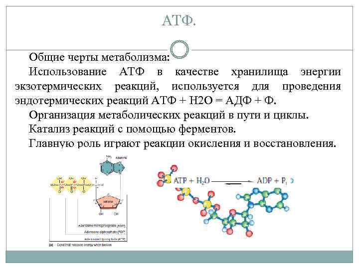 Синтез углеводов атф. Обмен веществ АТФ схема. Энергетический метаболизм АТФ. Энергетические реакции АТФ. Роль АТФ В обменных процессах.