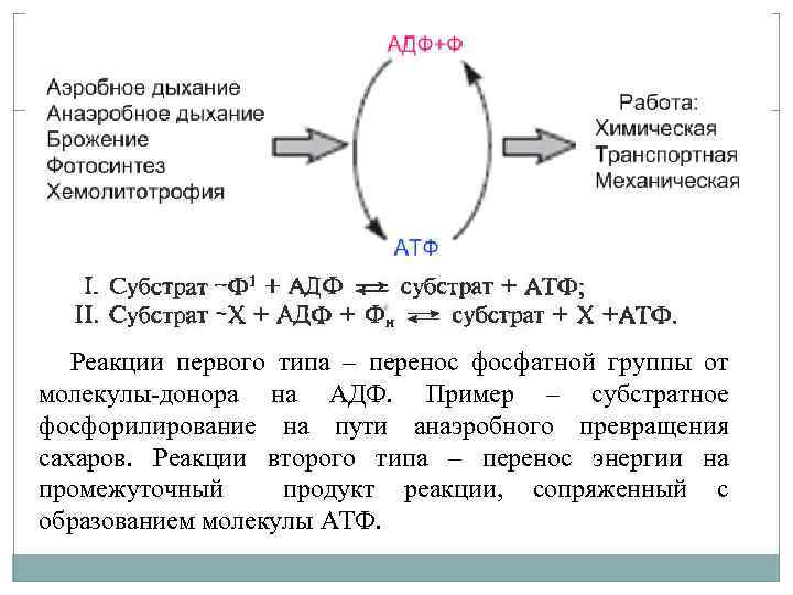 Реакции первого типа – перенос фосфатной группы от молекулы-донора на АДФ. Пример – субстратное