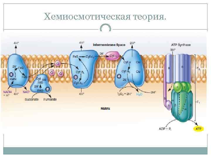 Хемиосмотическая теория. 