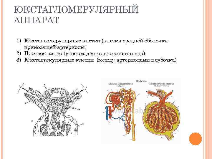 ЮКСТАГЛОМЕРУЛЯРНЫЙ АППАРАТ 1) Юкстагломерулярные клетки (клетки средней оболочки приносящей артериолы) 2) Плотное пятно (участок