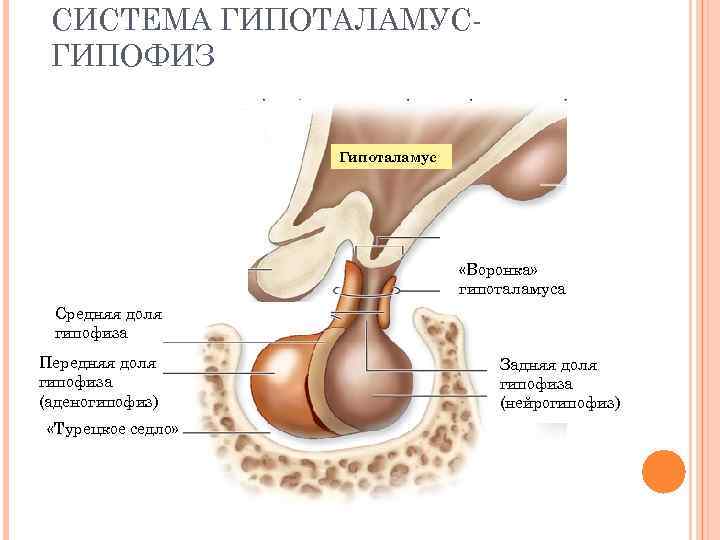 Схема строения гипофиза